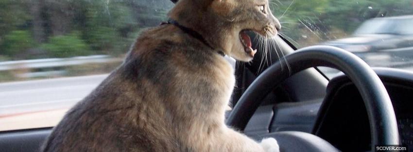 Photo kitty driving animals Facebook Cover for Free