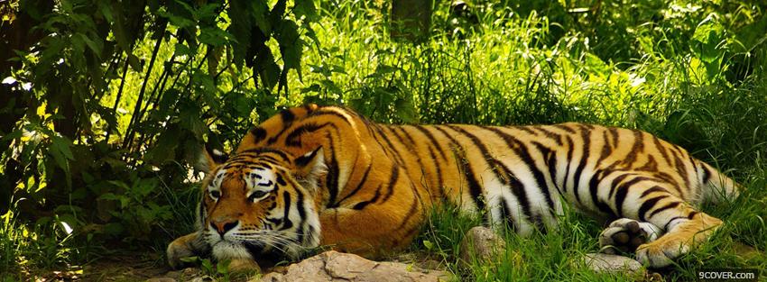 Photo amazing relaxing tigre Facebook Cover for Free