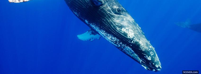 Photo humpback whale swimming Facebook Cover for Free