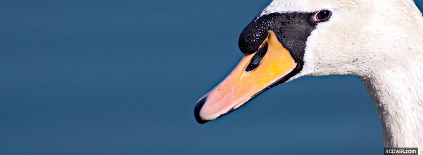 Photo swan close up animals Facebook Cover for Free