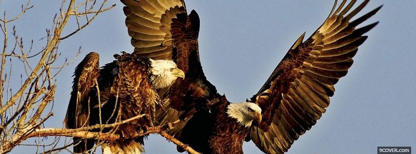Photo two bald eagles Facebook Cover for Free