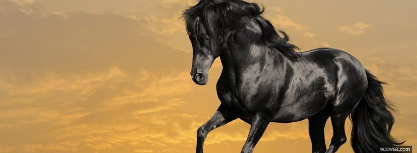 Photo beautiful black horse Facebook Cover for Free