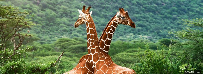 Photo girafes in love animals Facebook Cover for Free