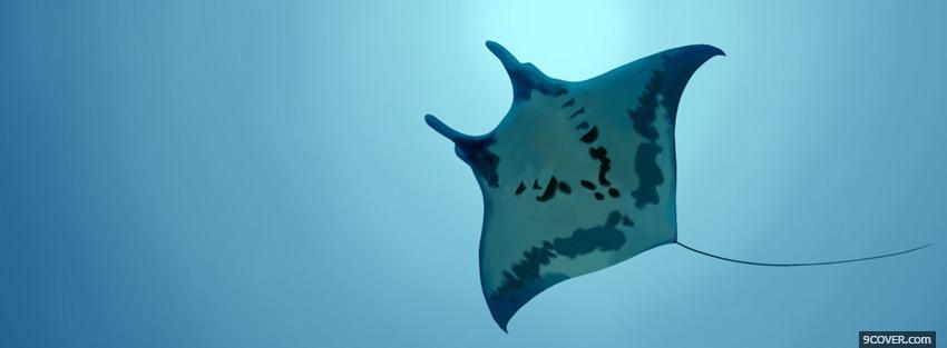 Photo manta ray in the ocean Facebook Cover for Free