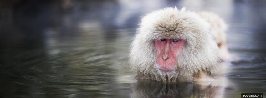 Photo monkey in the water animals Facebook Cover for Free