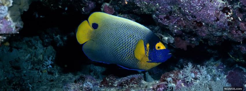 Photo suprising tropical fish animals Facebook Cover for Free