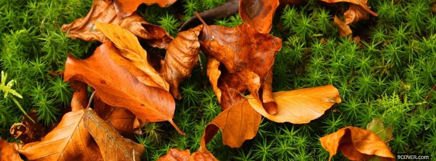 Photo nature leaves in autumn Facebook Cover for Free