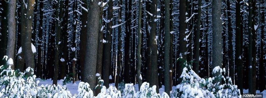 Photo nature winter in the forest Facebook Cover for Free