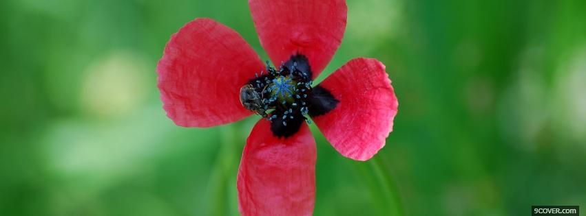 Photo nature delicate little red flower Facebook Cover for Free