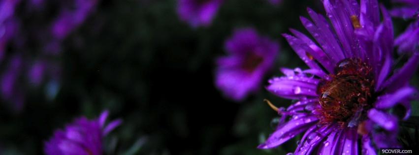 Photo nature purple flower Facebook Cover for Free