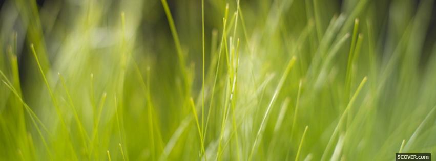 Photo nature southing grass Facebook Cover for Free