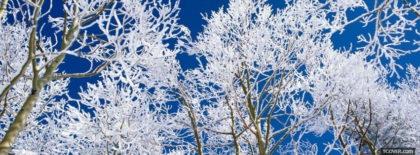 Photo nature lovely trees in the winter Facebook Cover for Free