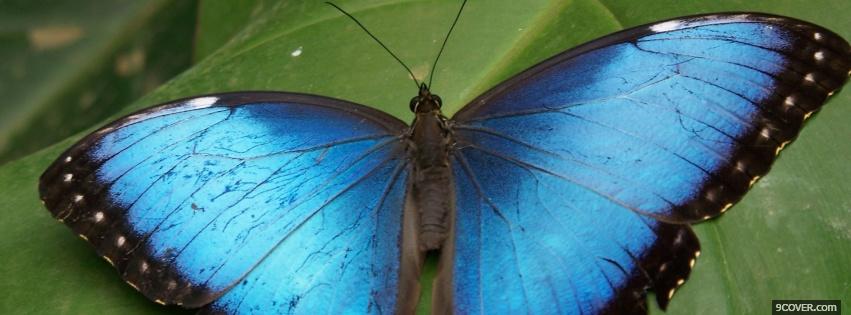 Photo nature splendid blue butterfly Facebook Cover for Free