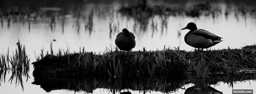Photo ducks and water Facebook Cover for Free
