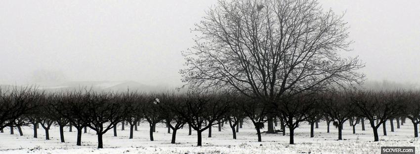 Photo winter season trees Facebook Cover for Free