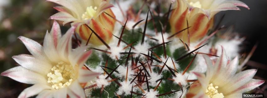 Photo cactus flowers nature Facebook Cover for Free