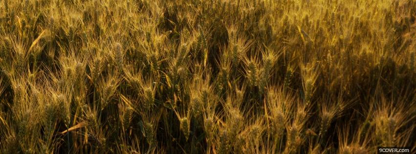 Photo growing wheat nature Facebook Cover for Free