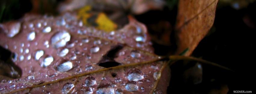 Photo autumn rain nature Facebook Cover for Free