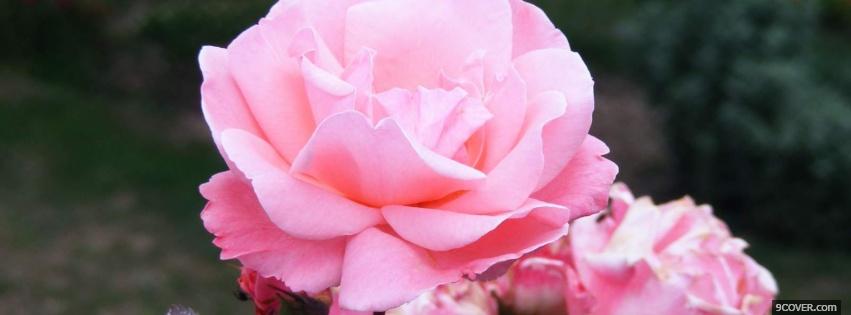 Photo baby pink flower nature Facebook Cover for Free
