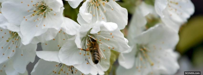 Photo bee white flower nature Facebook Cover for Free