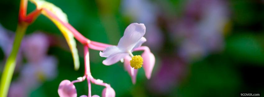 Photo mini flower nature Facebook Cover for Free