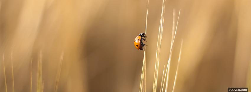 Photo ladybug and wheat nature Facebook Cover for Free