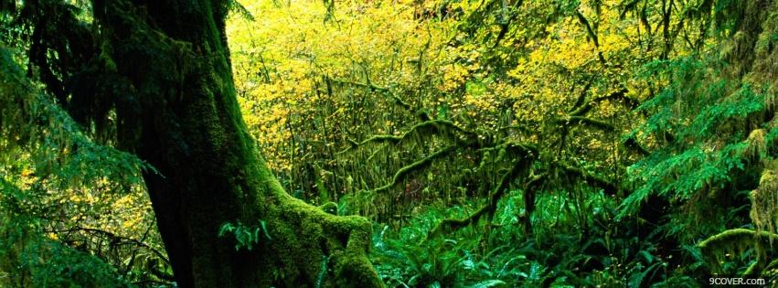 Photo hoh rain forest nature Facebook Cover for Free