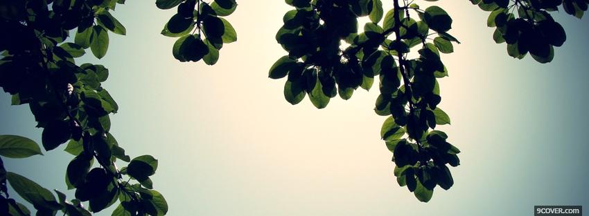 Photo leaves and sun nature Facebook Cover for Free