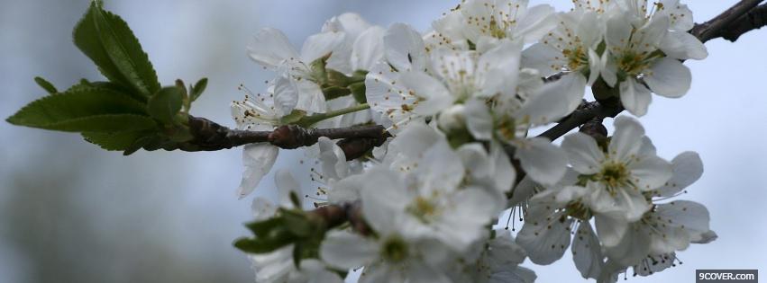 Photo branch white flowers nature Facebook Cover for Free