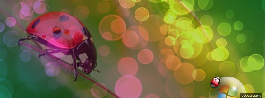 Photo lady bug bubbles nature Facebook Cover for Free