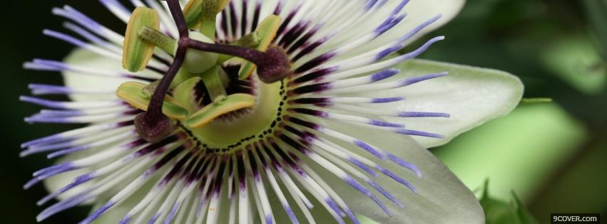 Photo interesting flower nature Facebook Cover for Free