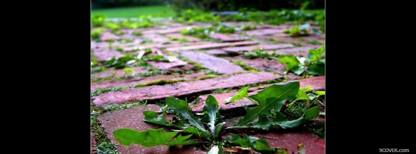 Photo growing weeds nature Facebook Cover for Free