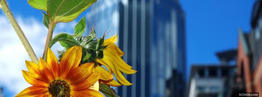 Photo flowers and buildings nature Facebook Cover for Free