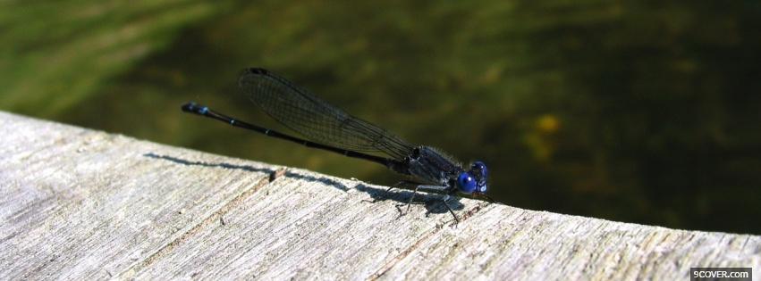 Photo blue insect nature Facebook Cover for Free
