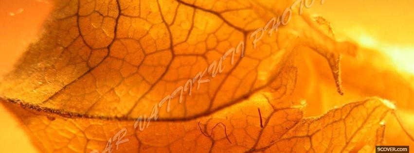 Photo dry leaf nature Facebook Cover for Free