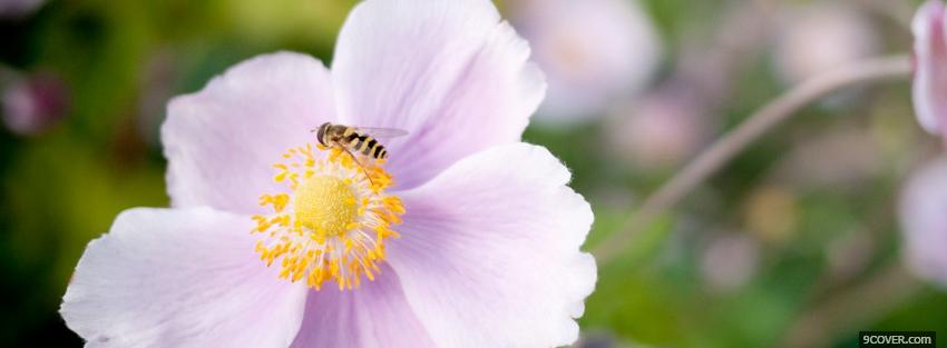 Photo bee light purple flower Facebook Cover for Free