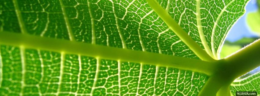 Photo details of leaf nature Facebook Cover for Free