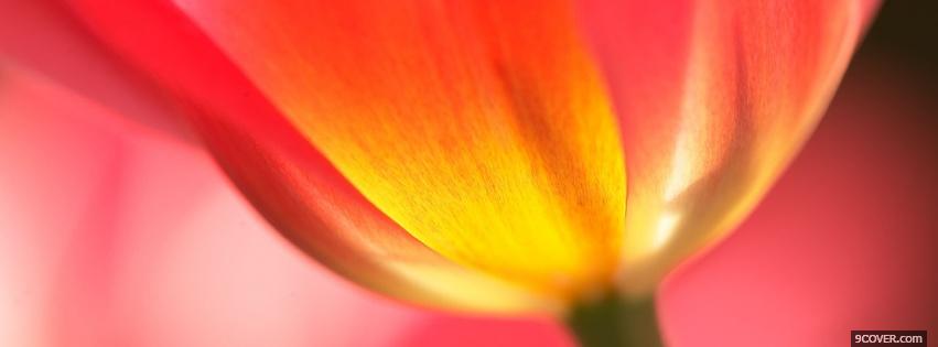 Photo beautiful flower nature Facebook Cover for Free