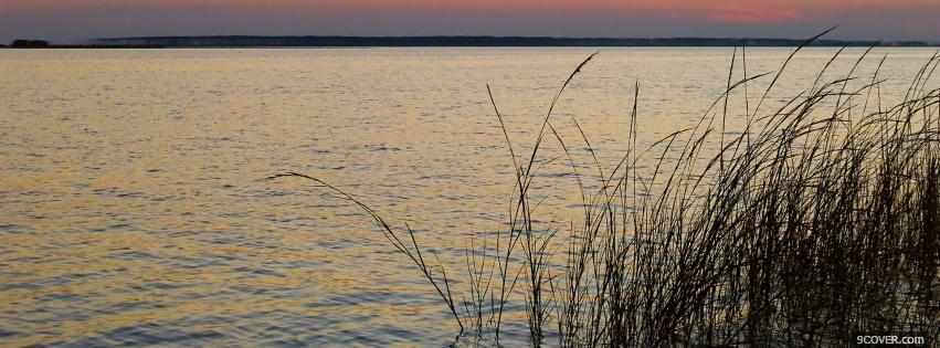 Photo grass in water nature Facebook Cover for Free