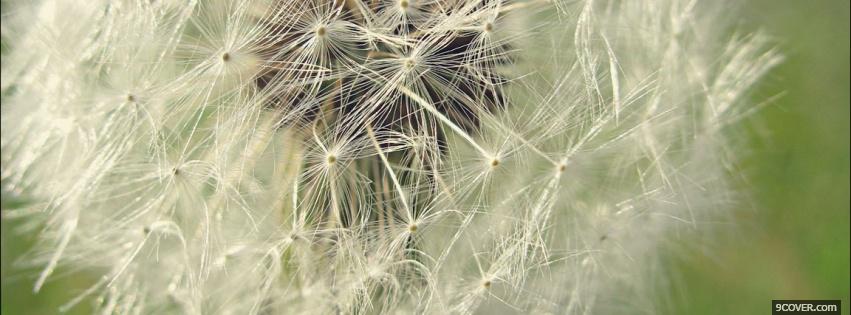 Photo dandelion nature Facebook Cover for Free