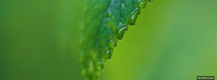 Photo green raindrops nature Facebook Cover for Free