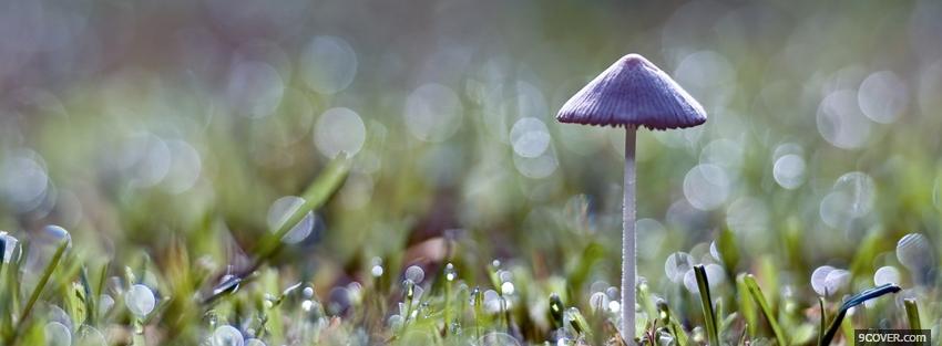Photo cute mushroom nature Facebook Cover for Free