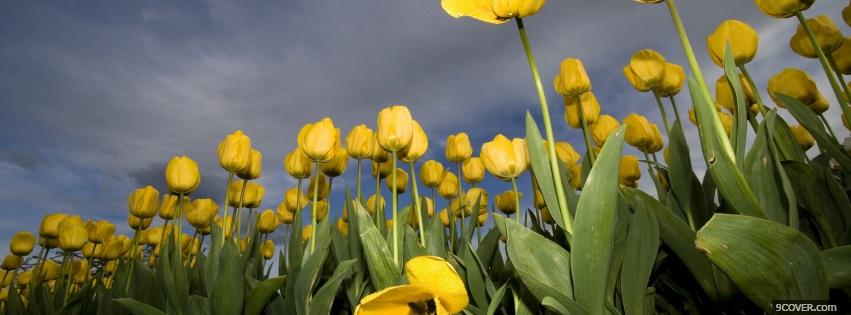 Photo garden tulips nature Facebook Cover for Free