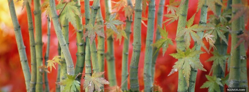 Photo bamboos nature Facebook Cover for Free