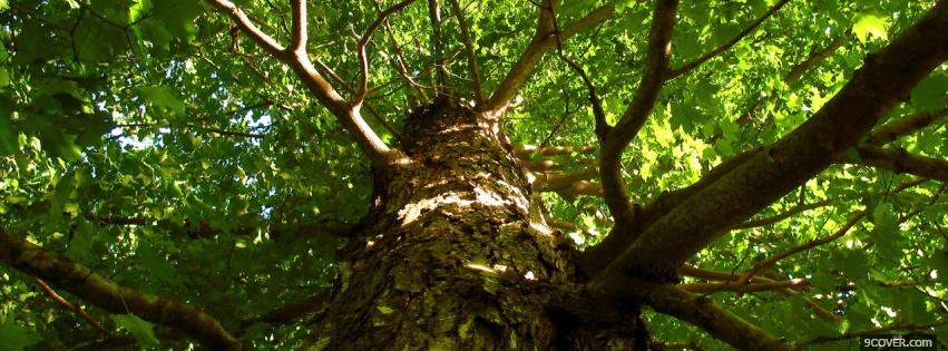 Photo large tree nature Facebook Cover for Free