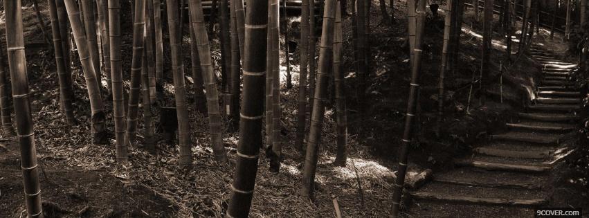 Photo bamboo trail nature Facebook Cover for Free
