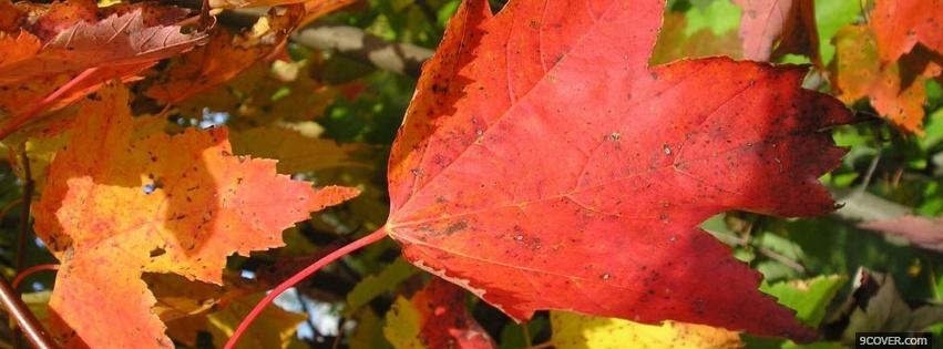 Photo dried leaves nature Facebook Cover for Free