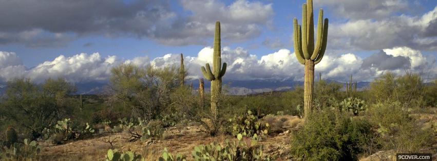 Photo cactus and sky nature Facebook Cover for Free Photo cactus and sky nature Facebook Cover for Free