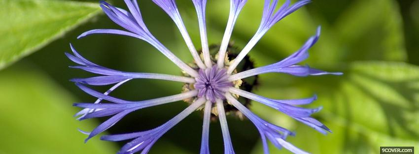 Photo fun blue flower nature Facebook Cover for Free