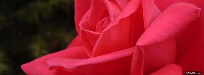 Photo red rose petals nature Facebook Cover for Free